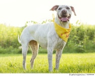522494269 | 게티이미지코리아 | Shelter Dog Stories Royalty-Free 이미지