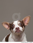 522496327 | 게티이미지코리아 | Shelter Dog Stories Royalty-Free 이미지