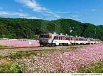 MPCD14000274 | 게티이미지코리아 | 북천역, 하동군, 경남 Rights-Managed 이미지