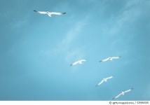 530664345 | 게티이미지코리아 | Soar Royalty-Free 이미지