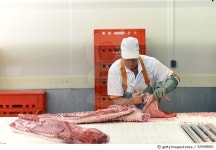 525494801 | 게티이미지코리아 | Processing of pig carcasses in a slaughterhouse Royalty-Free 이미지