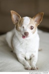531682395 | 게티이미지코리아 | Shelter Dog Stories Royalty-Free 이미지