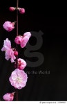 533895437 | 게티이미지코리아 | Weeping Plum Blossoms Royalty-Free 이미지