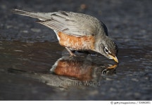 534842851 | 게티이미지코리아 | American robin drinking at puddle Royalty-Free 이미지