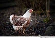 535709453 | 게티이미지코리아 | Brown wyandotte chicken in garden Royalty-Free 이미지