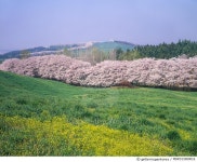 MIWD15000016 | 게티이미지코리아 | 충남 서산 국립서산목장벚꽃 Rights-Managed 이미지