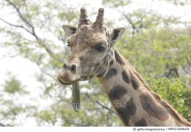 NPRD15048429 | 게티이미지코리아 | May,Reticulatad giraffe,Giraffe,Creature,Tongue,Zoo,2009, Rights-Managed 이미지