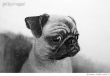 MBRF16002037 | 게티이미지코리아 | 강아지,일러스트,연필화 Royalty-Free 이미지