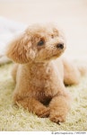 544525609 | 게티이미지코리아 | Toy poodle Royalty-Free 이미지
