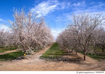 540652459 | 게티이미지코리아 | Rows of California Almonds in bloom Royalty-Free 이미지