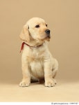 549497187 | 게티이미지코리아 | Labrador Retriever puppy Royalty-Free 이미지