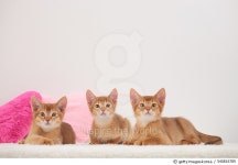 540816785 | 게티이미지코리아 | Domestic cats Royalty-Free 이미지