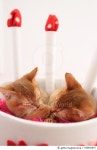 540816875 | 게티이미지코리아 | Domestic cats Royalty-Free 이미지