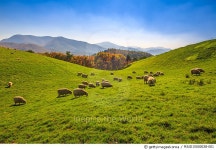 MJUD15000038-001 | 게티이미지코리아 | 대관령 양떼목장의 가을 풍경과 양 Rights-Managed 이미지