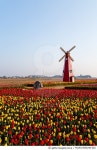 MLUD15000240-002 | 게티이미지코리아 | 대부바다향기테마파크 튤립꽃밭 Rights-Managed 이미지