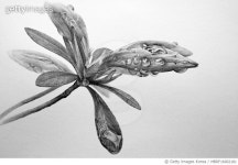 MBRF16002181 | 게티이미지코리아 | 영산홍, 일러스트, 연필화 Royalty-Free 이미지