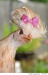 566353935 | 게티이미지코리아 | Fashion Pets Royalty-Free 이미지