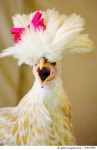566353955 | 게티이미지코리아 | Fashion Pets Royalty-Free 이미지
