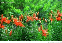 MBRF15004676 | 게티이미지코리아 | 나리꽃 Royalty-Free 이미지