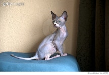 584162553 | 게티이미지코리아 | Sphynxcat kitten being curious Royalty-Free 이미지