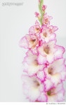 584235955 | 게티이미지코리아 | Pink and White Gladiola Flowers Royalty-Free 이미지