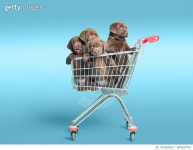 584299751 | 게티이미지코리아 | Labrador retriever puppys in supermarket trolley Royalty-Free 이미지