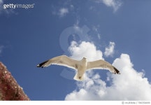 590358009 | 게티이미지코리아 | Sea Gull in Blue Sky Royalty-Free 이미지
