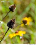 591784677 | 게티이미지코리아 | Black eyed susan seed heads Royalty-Free 이미지