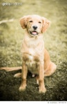 597140719 | 게티이미지코리아 | Golden Retriever Puppy Royalty-Free 이미지