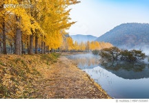 MBRF15030865 | 게티이미지코리아 | 문광저수지 은행나무 단풍, 충청북도 괴산군 Royalty-Free 이미지