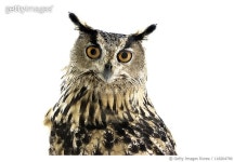 118204790 | 게티이미지코리아 | Owl watching in camera Royalty-Free 이미지