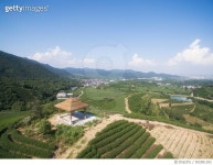 505581392 | 게티이미지코리아 | aerial view of tea field Royalty-Free 이미지