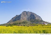 MBRF16003241 | 게티이미지코리아 | 제주도 산방산 유채 Royalty-Free 이미지