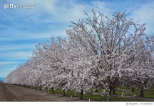 514189050 | 게티이미지코리아 | Diminishing tree line of California almond trees in bloom under clouded blue sky. Royalty-Free... 