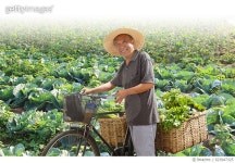 623947325 | 게티이미지코리아 | Farmer harvesting in field Royalty-Free 이미지