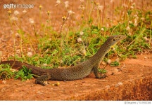 517955306 | 게티이미지코리아 | Water Monitor lizard Royalty-Free 이미지