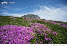 MBRF16012796 | 게티이미지코리아 | 한라산 돈내코 Royalty-Free 이미지