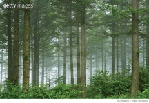 MBRF16013010 | 게티이미지코리아 | 대관령 전나무 숲길 Royalty-Free 이미지