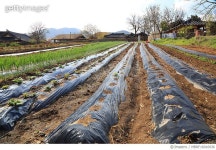 MBRF16016936 | 게티이미지코리아 | 밭고랑 Royalty-Free 이미지