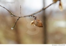 MITA16075507 | 게티이미지코리아 | 참느릅나무 Rights-Managed 이미지