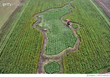 MHZD16002812 | 게티이미지코리아 | 경남 창녕군 낙동강 남지유채공 Rights-Managed 이미지