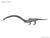 678826911 | 게티이미지코리아 | Tanystropheus is an archosauromorph from the Middle Triassic of Italy. Royalty-Free 이미지