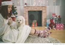 626577120 | 게티이미지코리아 | Young beautiful woman with dog in a Christmas setting Royalty-Free 이미지