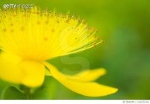 626255382 | 게티이미지코리아 | Hypericum Calycinum Royalty-Free 이미지