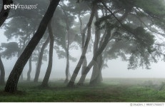 MBRF17000077 | 게티이미지코리아 | 충북 보은군 임한리 소나무 Royalty-Free 이미지