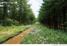 MBRF17000623 | 게티이미지코리아 | 한국, 강원도, 평창군, 대관령 숲 Royalty-Free 이미지