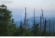 693907085 | 게티이미지코리아 | Dead Trees, Clingmans Dome, Great Smoky Mtns NP Royalty-Free 이미지
