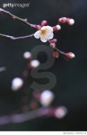 639741112 | 게티이미지코리아 | Plum Blossoms Royalty-Free 이미지