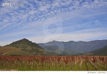 640344912 | 게티이미지코리아 | Vineyard in Chile Royalty-Free 이미지
