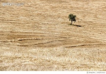 롤링디(Rolling.D) | 642001616 | 게티이미지코리아 | Single tree and rolling hills in the scenic Tuscany landscape, Val d'Orcia Royalty-Free 이미지